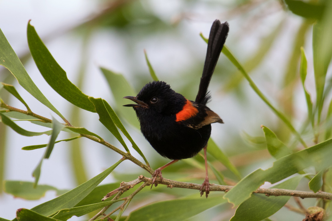 "Red-backed Fairy Wren" stock image