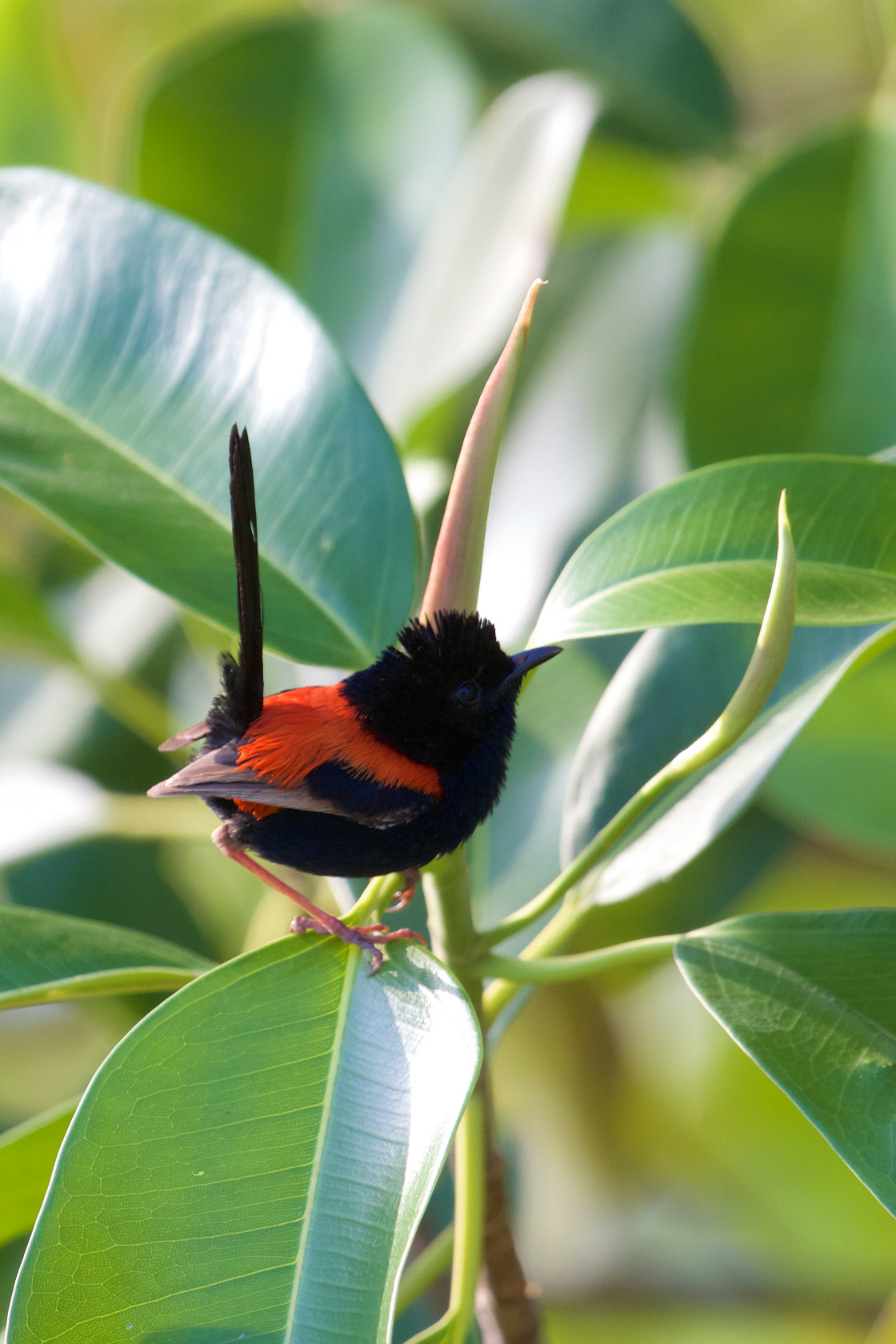 "Red-backed Fairy Wren" stock image