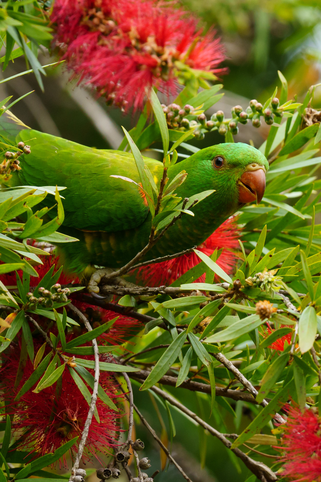 "Scaly-breasted Lorikeet" stock image