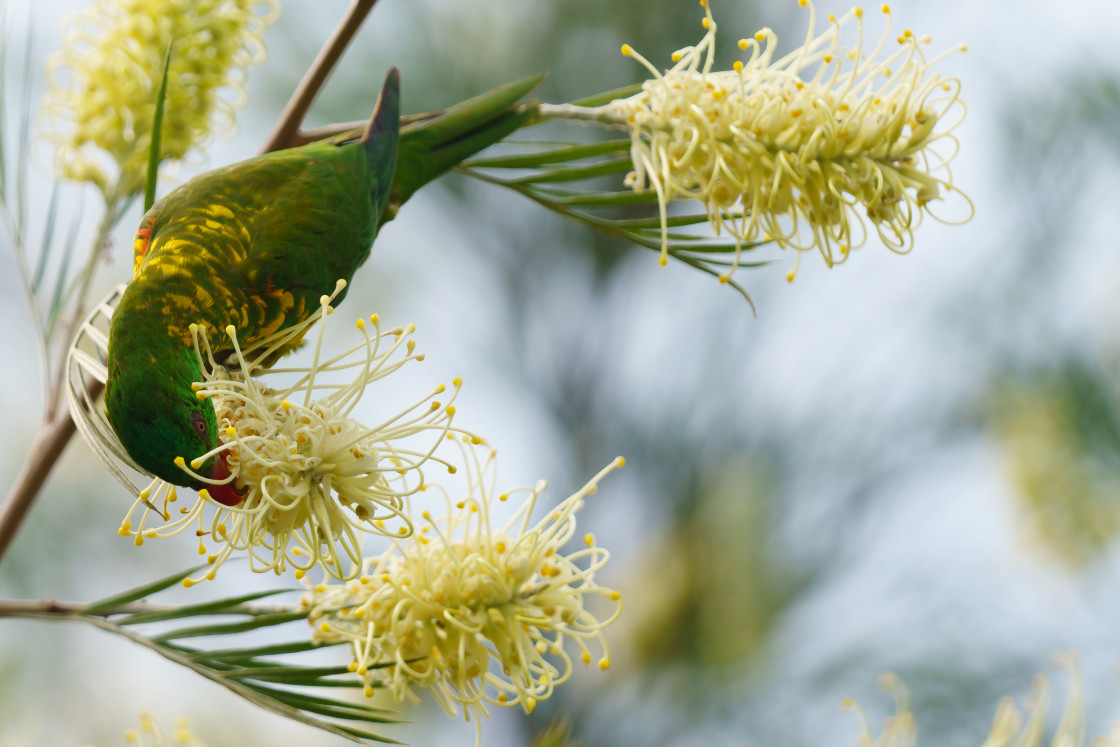 "Scaly-breasted Lorikeet" stock image