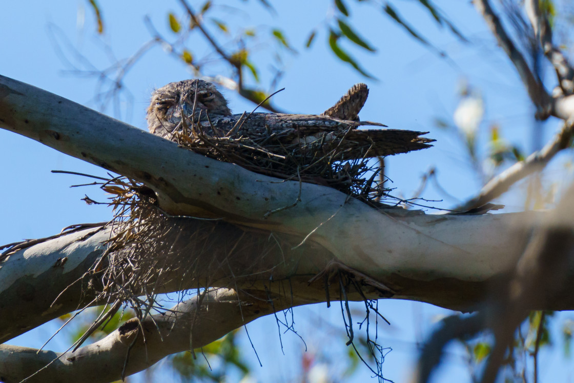 "Tawny Frogmouth & Chick" stock image