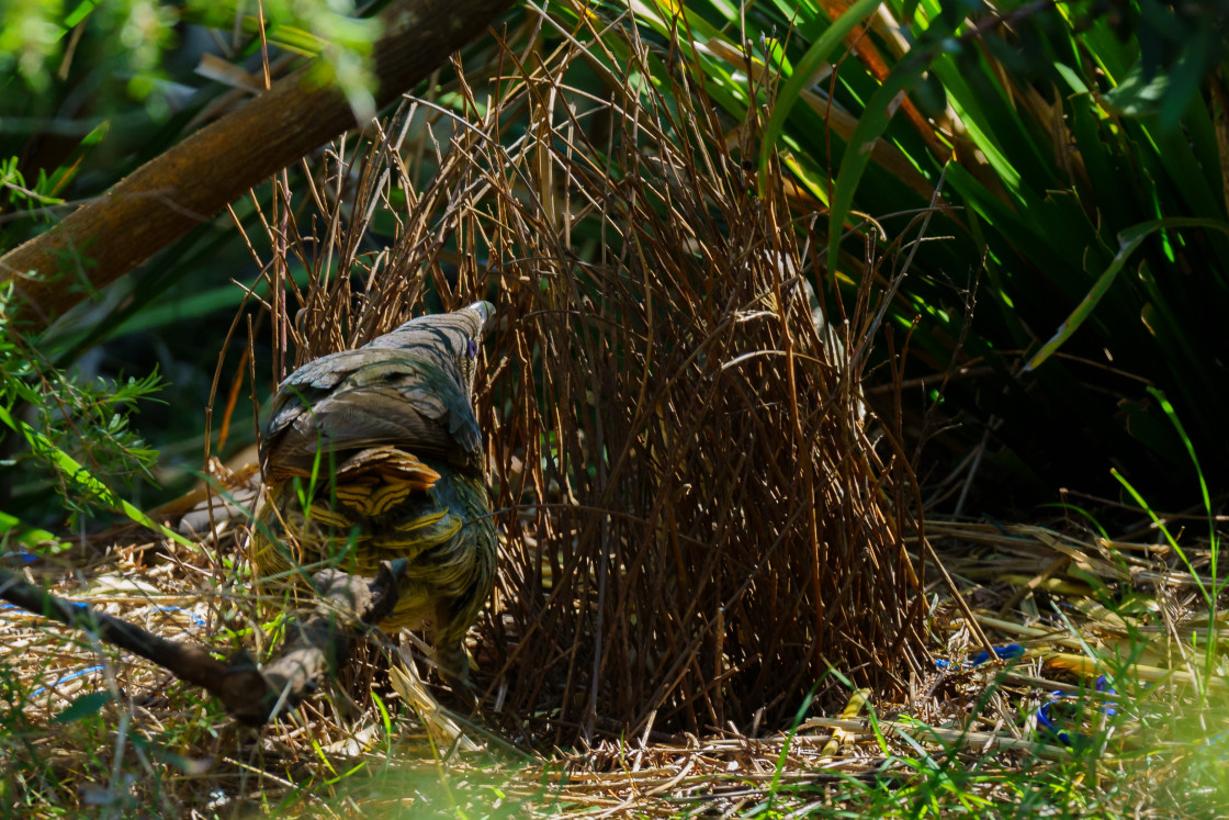 "Immature Satin Bowerbird" stock image