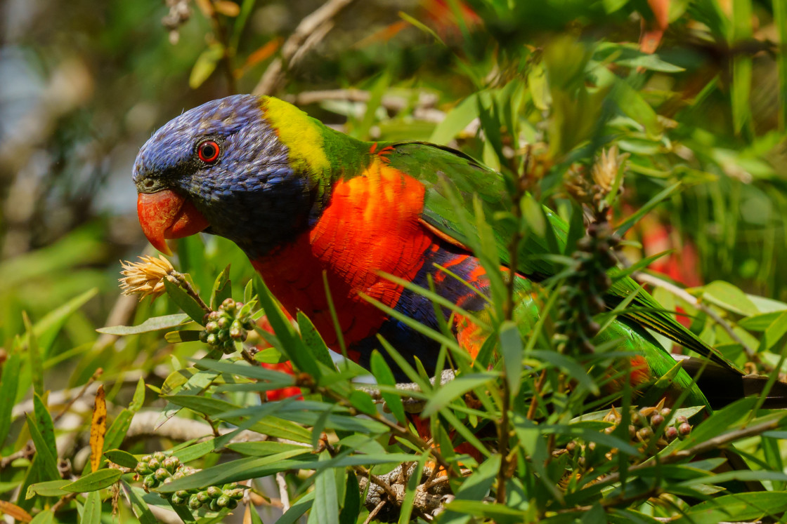 "Rainbow Lorikeet" stock image