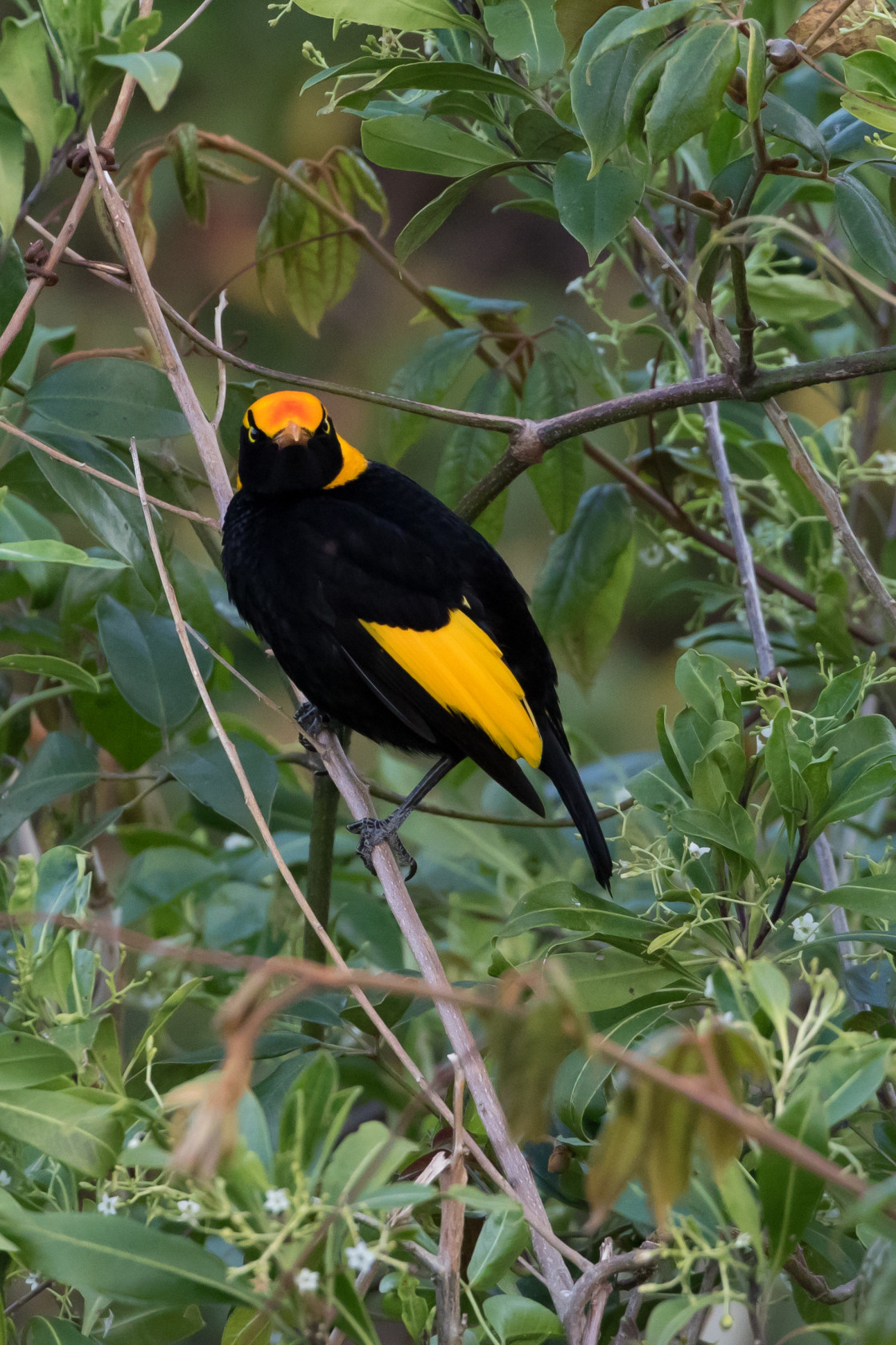 "Regent Bowerbird" stock image