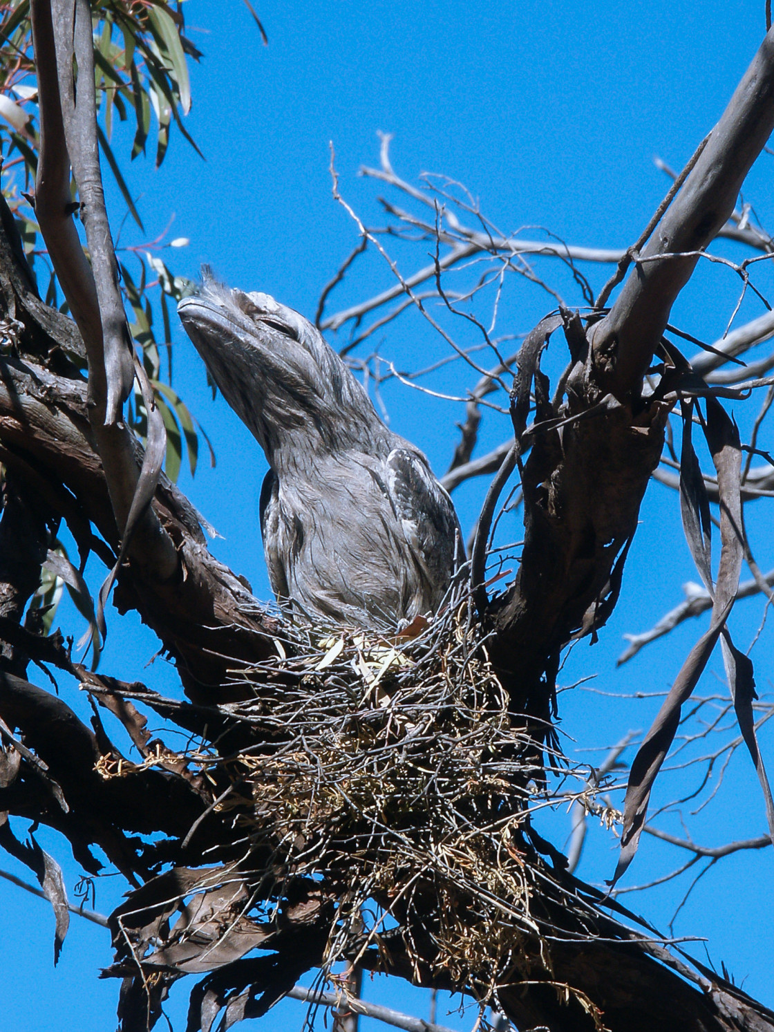 "Inland Tawny Frogmouth on nest" stock image