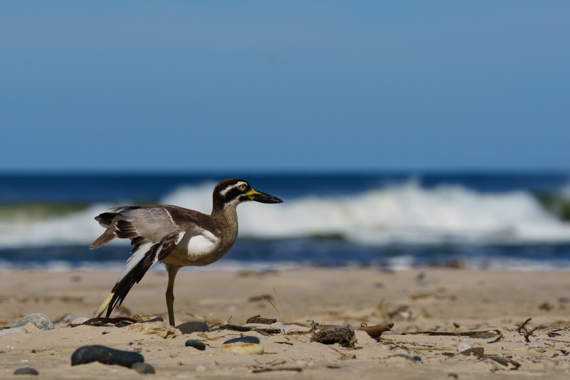 "Beach Stone Curlew" stock image