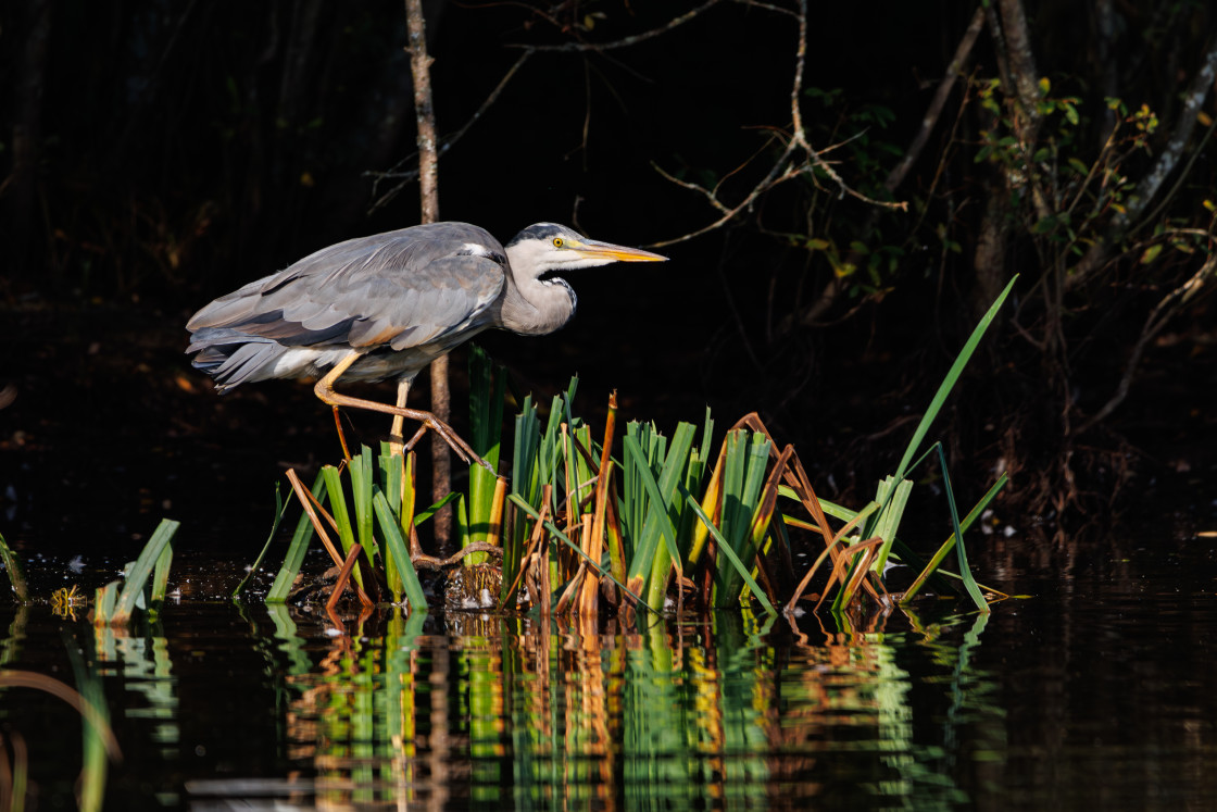 "Grey Heron" by Gordon England - $12.70 "Grey Heron" stock image