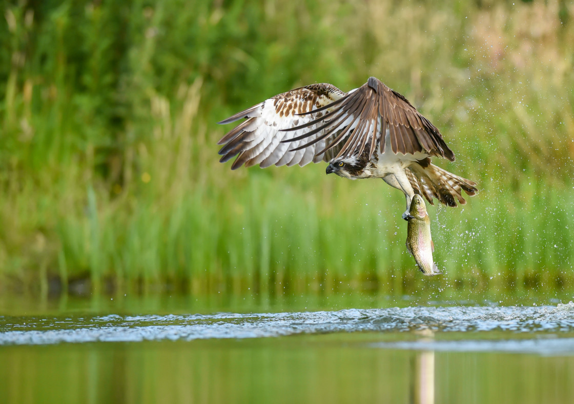 "Osprey, Aviemore" stock image