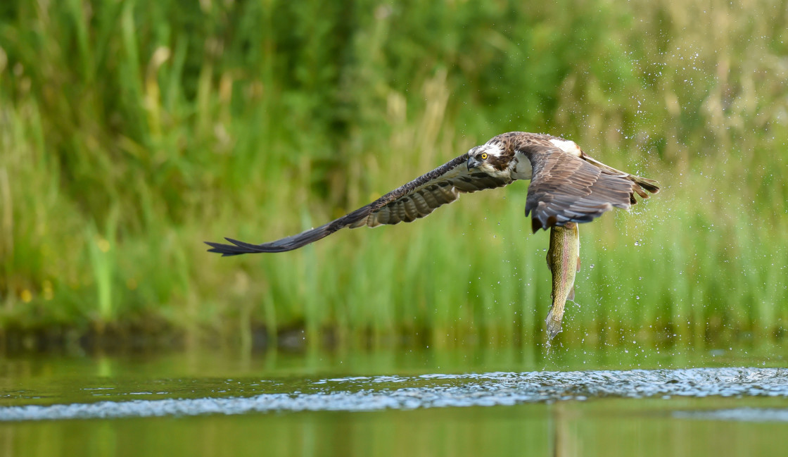 "Osprey, Aviemore" stock image