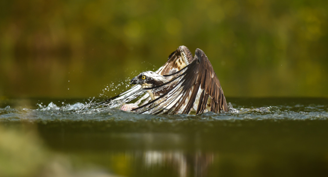 "Osprey, Aviemore" stock image