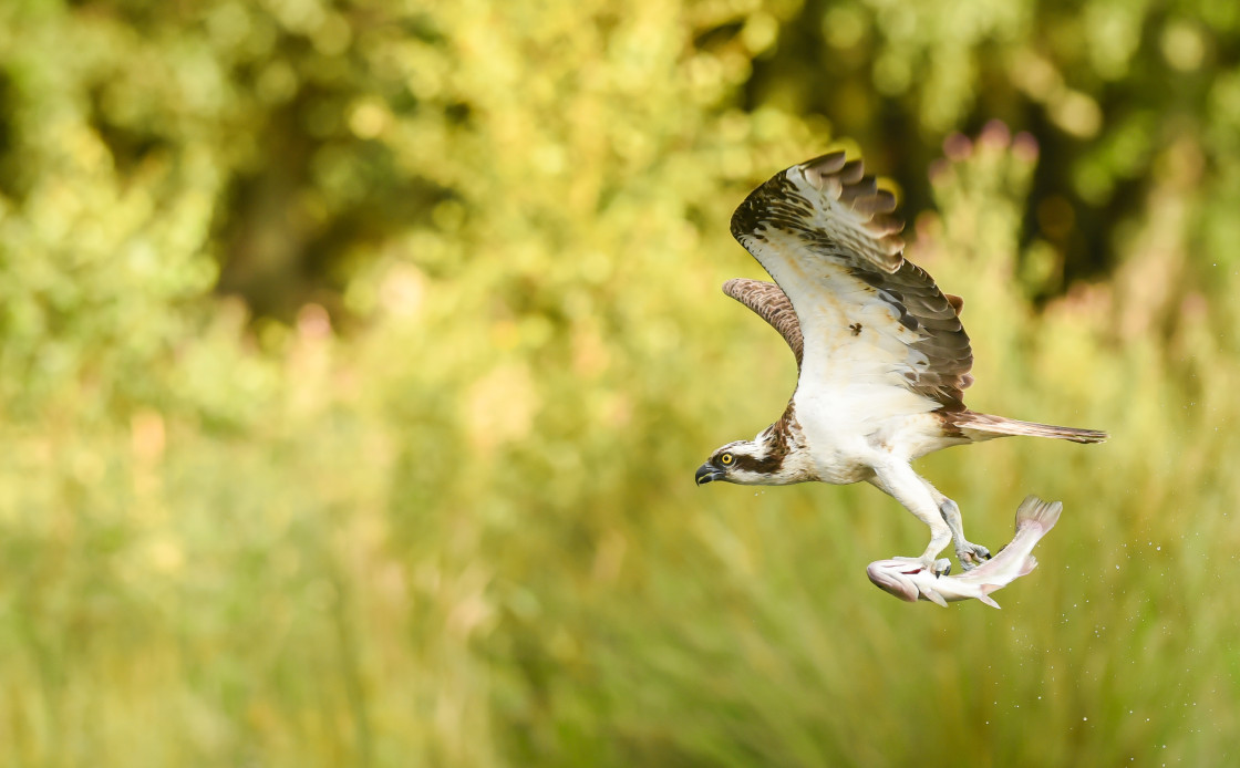 "Osprey, Aviemore" stock image