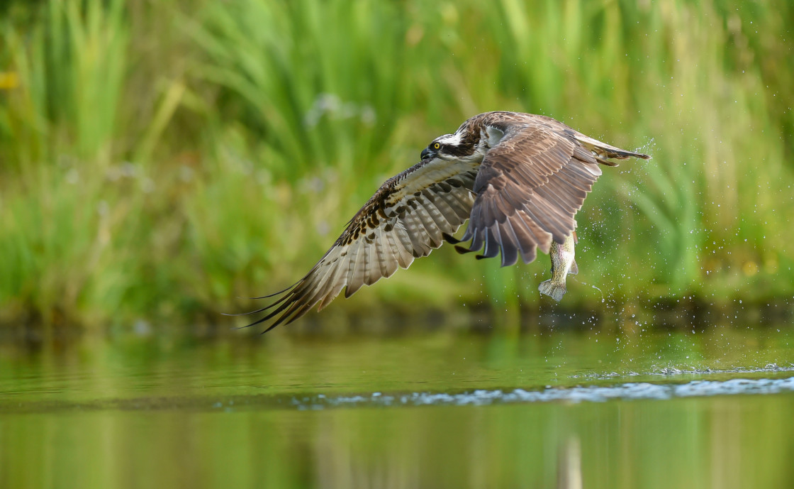 "Osprey, Aviemore" stock image