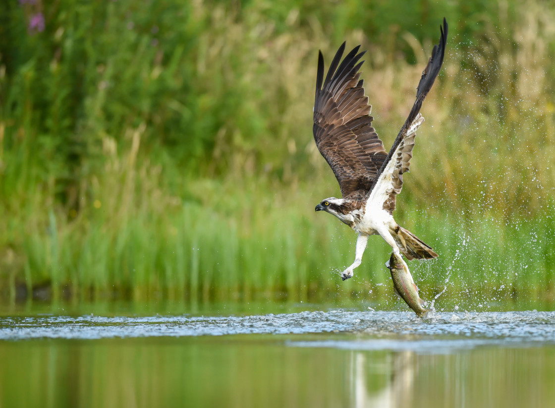 "Osprey, Aviemore" stock image