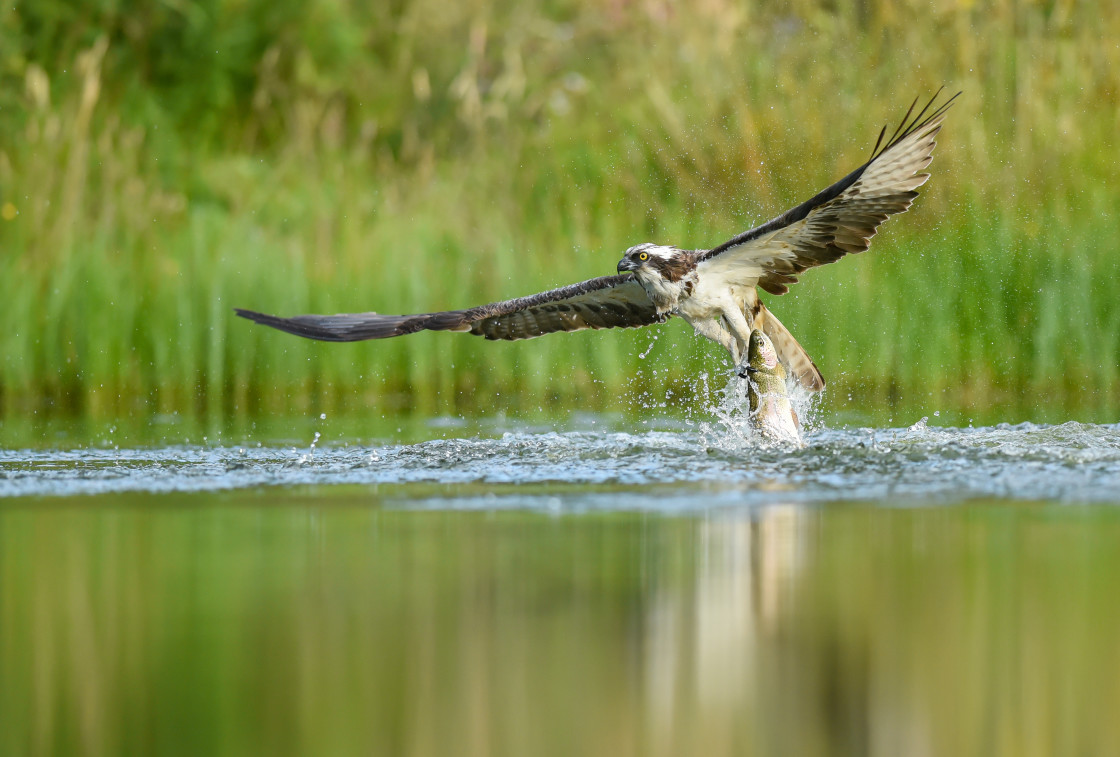 "Osprey lifting off from Aviemore" stock image