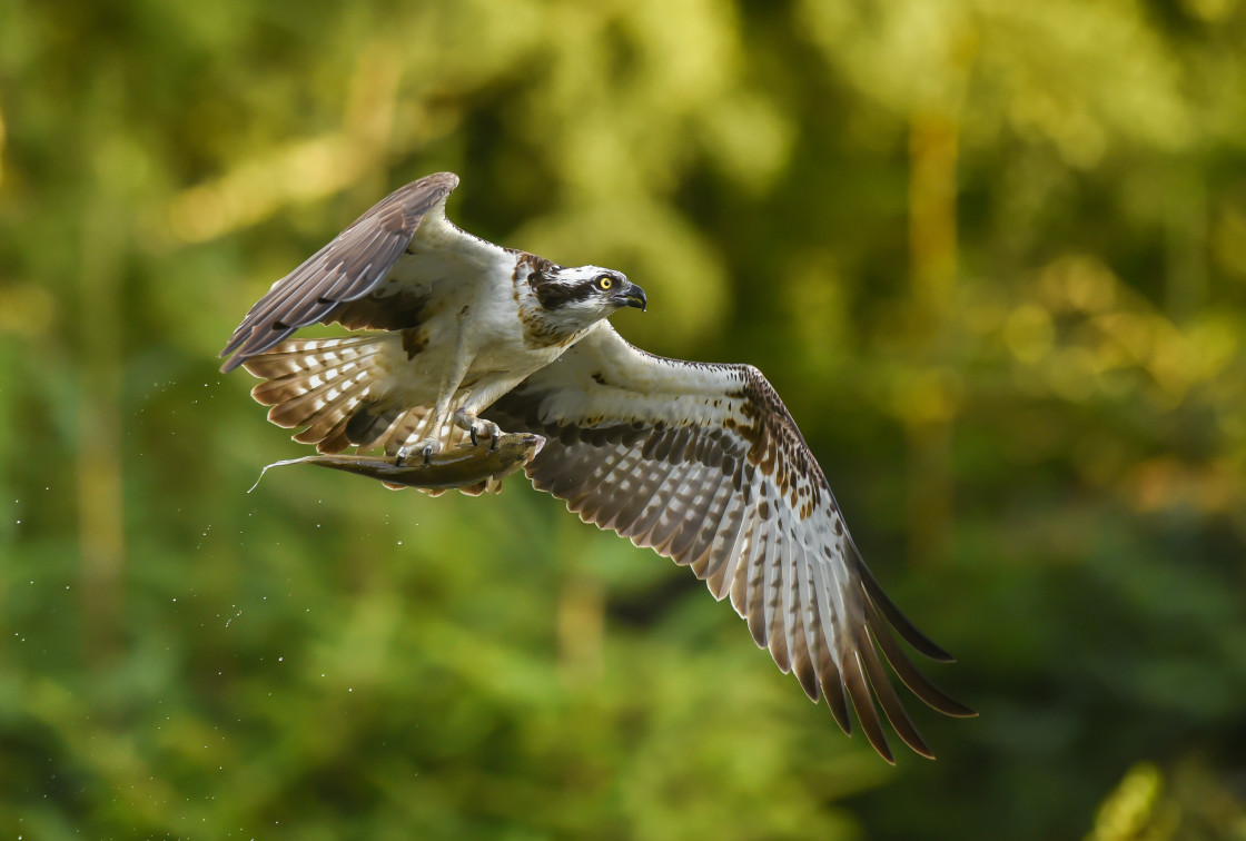 "Osprey, Aviemore" stock image