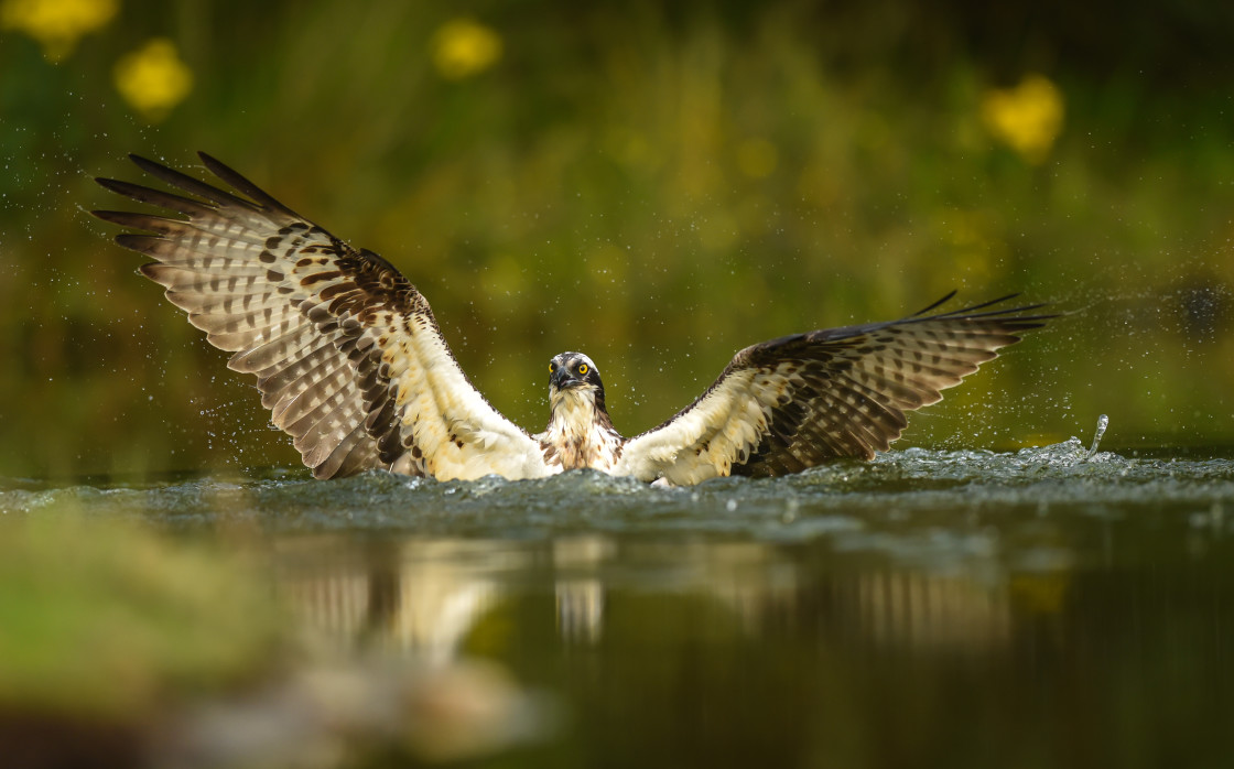 "Osprey in a Spin" stock image