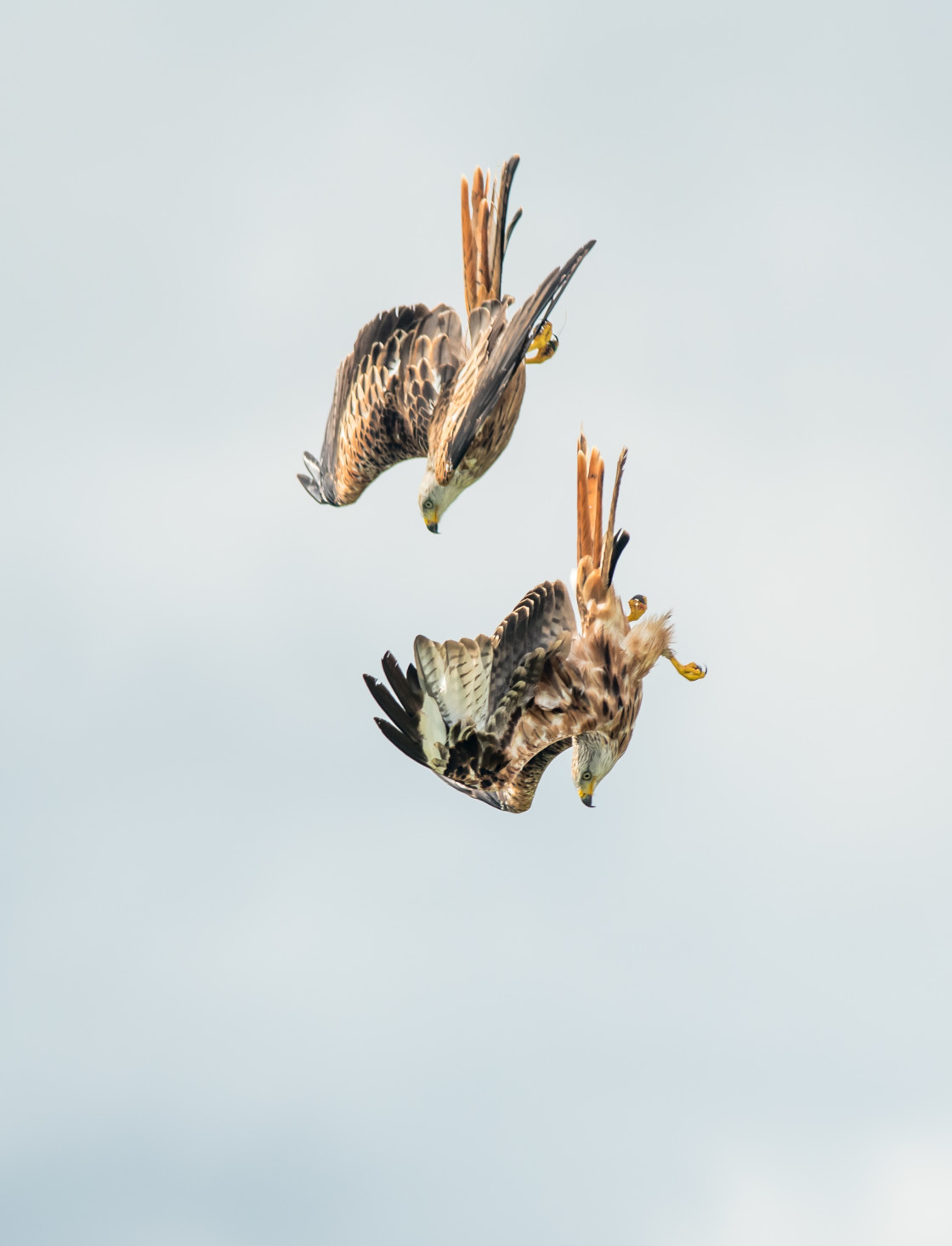 "Red Kite" stock image