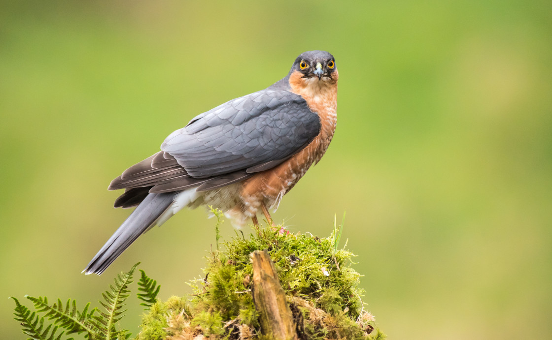 "Sparrowhawk, Dumfries and Scotland" stock image