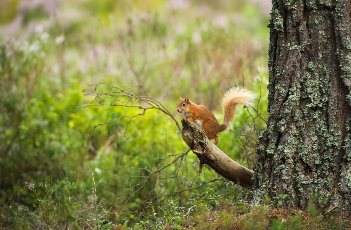 "Red Squirrel, Abernethy" stock image