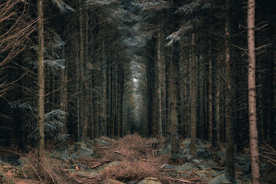 "Wilsey Woods" by Rob Booth/Beyond The lens Images - $12.65 "Wilsey Woods" stock image