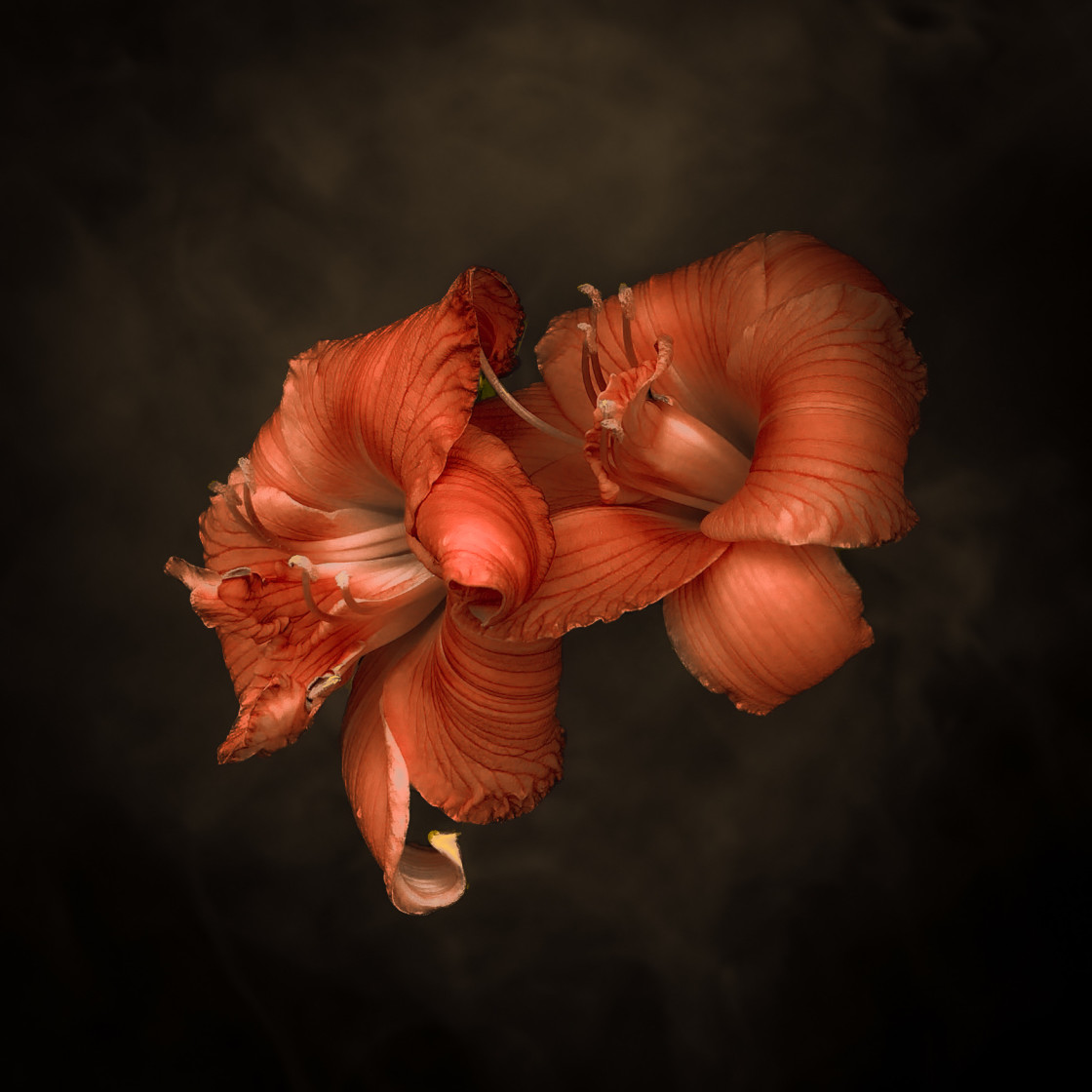 "Orange Day Lilies" stock image