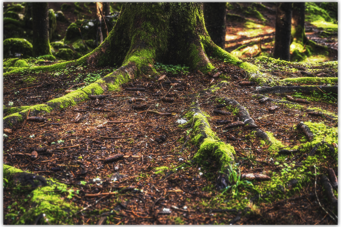 "Le radici di un albero" stock image