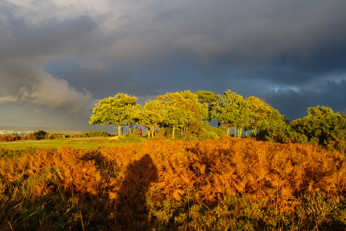 "Heathland Tree Clump in Golden Hour Sunshine Against Stormy Sky" stock image