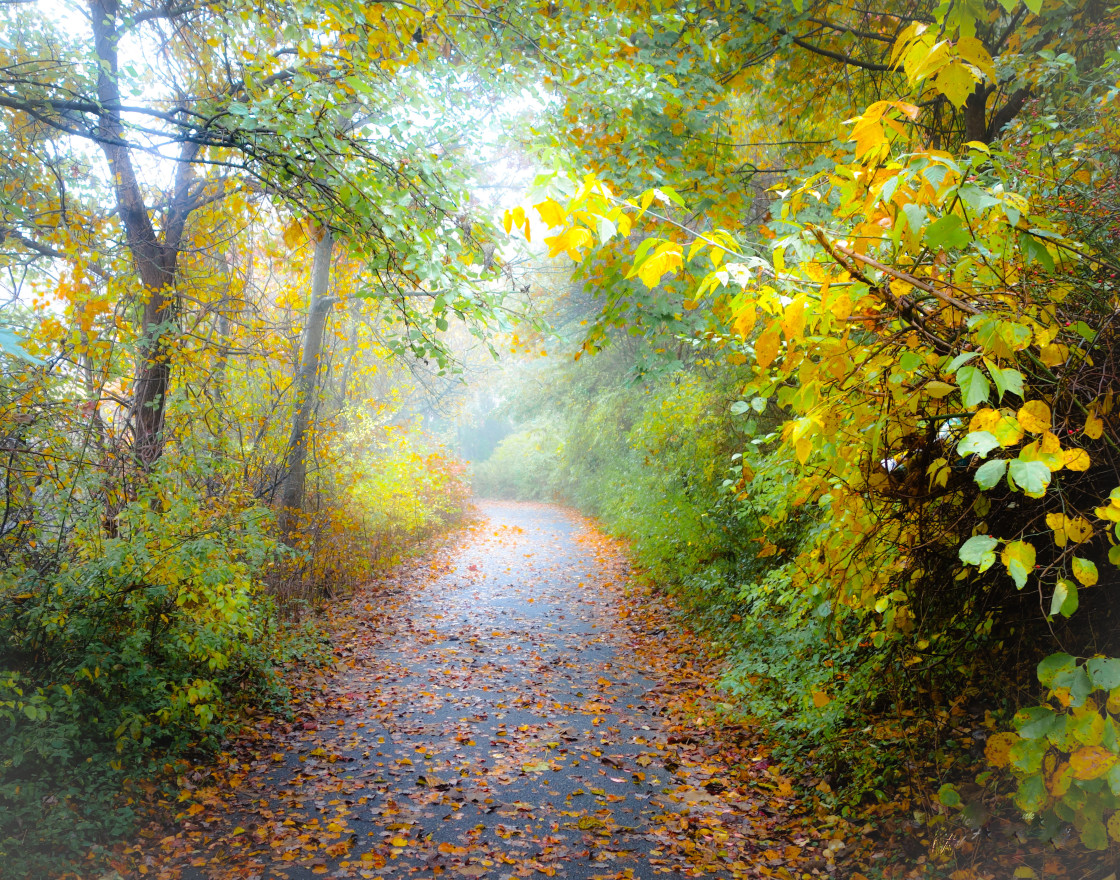 "Autumn Woods #2" stock image