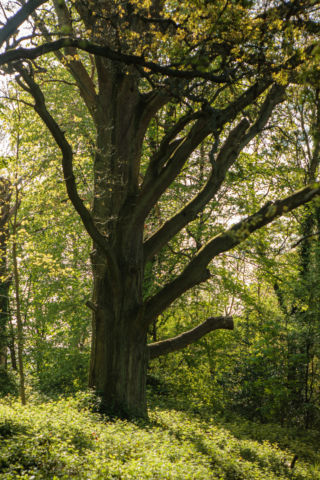 "Old Oak Tree" stock image