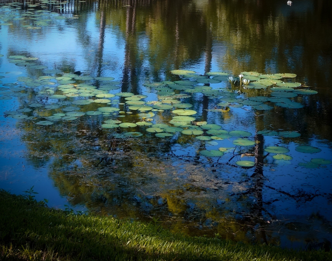 "Lilly Pad Reflections" stock image