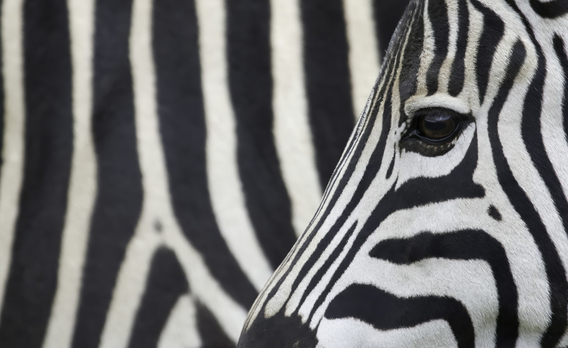 "Zebra Portrait" stock image