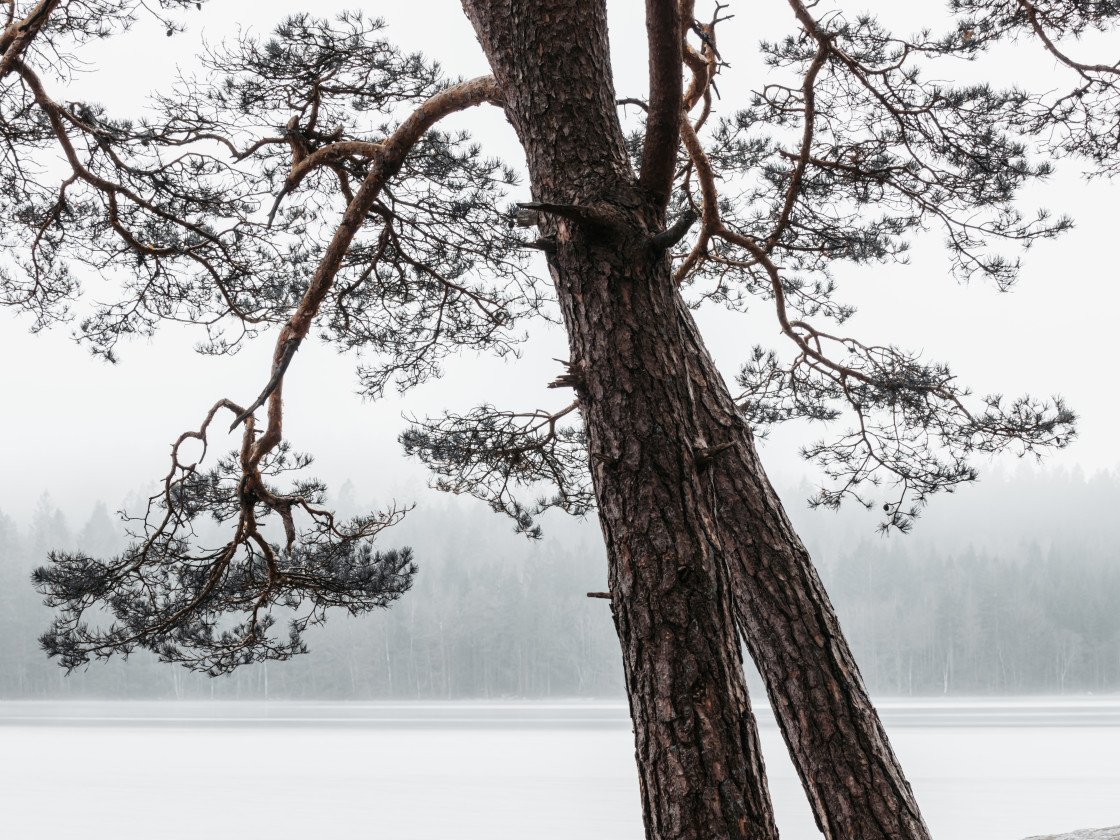 "Serene Winter Scene With Misty Lake and Pine Trees Foreground" stock image