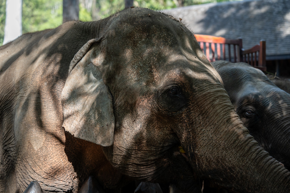 "A portrait of an Asian elephant taken in Luang Prabang, Southeast Asia." stock image