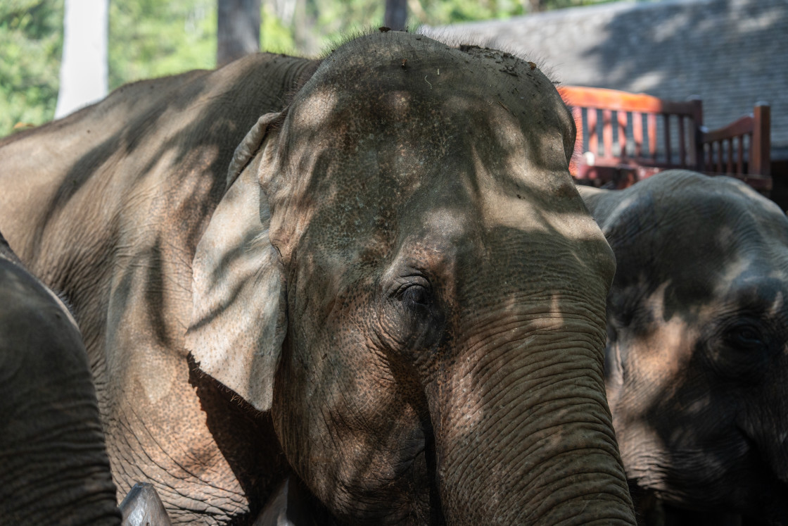 "A portrait of an Asian elephant taken in Luang Prabang, Southeast Asia." stock image