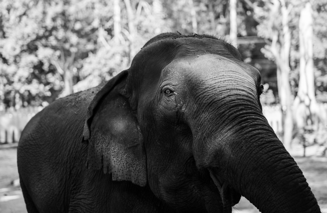 "A portrait of an Asian elephant taken in Luang Prabang, Southeast Asia." stock image