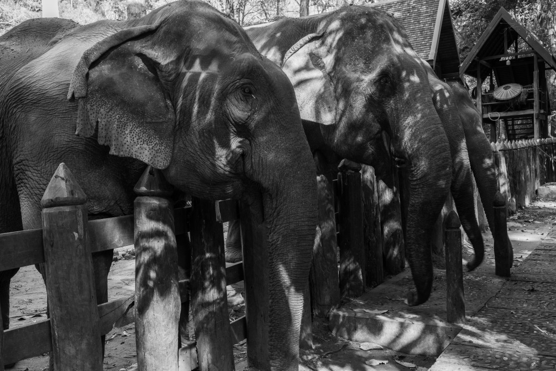 "A portrait of an Asian elephant taken in Luang Prabang, Southeast Asia." stock image