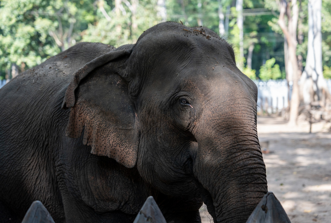 "A portrait of an Asian elephant taken in Luang Prabang, Southeast Asia." stock image