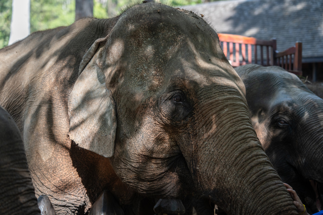 "A portrait of an Asian elephant taken in Luang Prabang, Southeast Asia." stock image