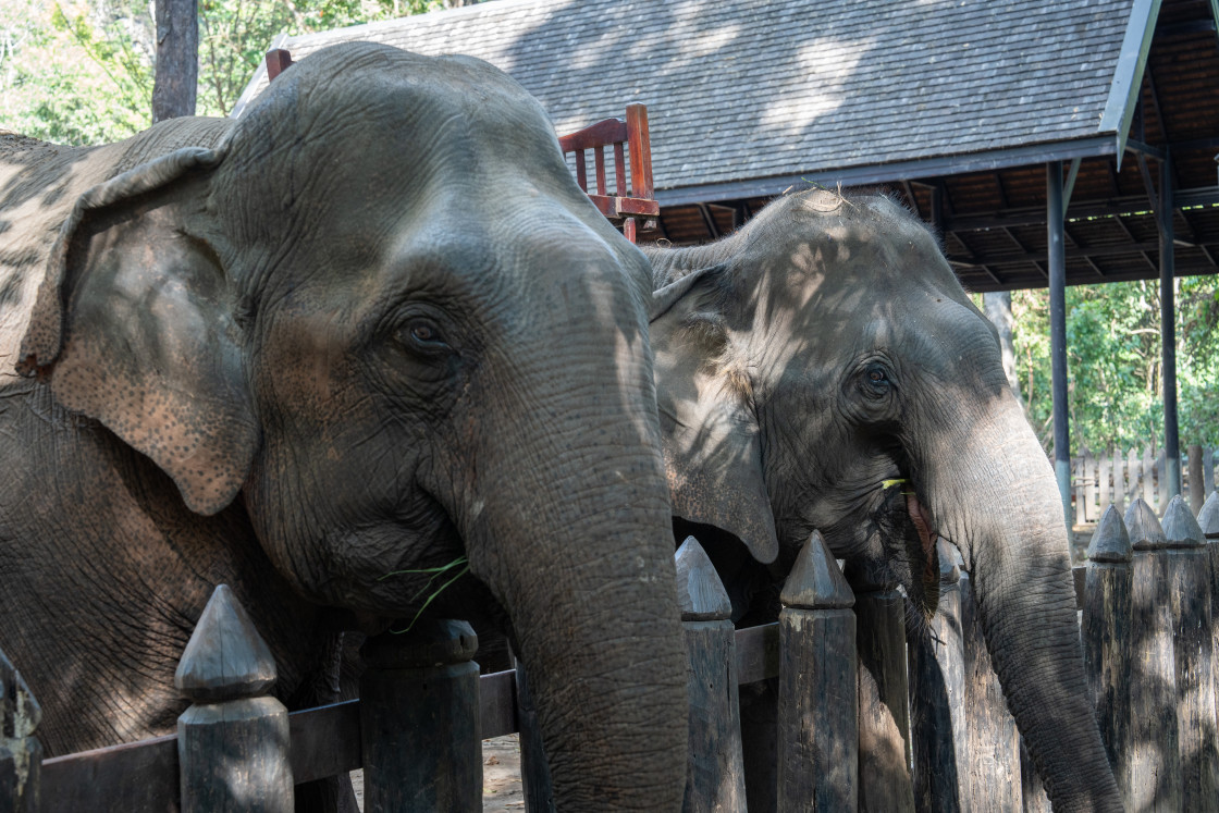 "A portrait of an Asian elephant taken in Luang Prabang, Southeast Asia." stock image