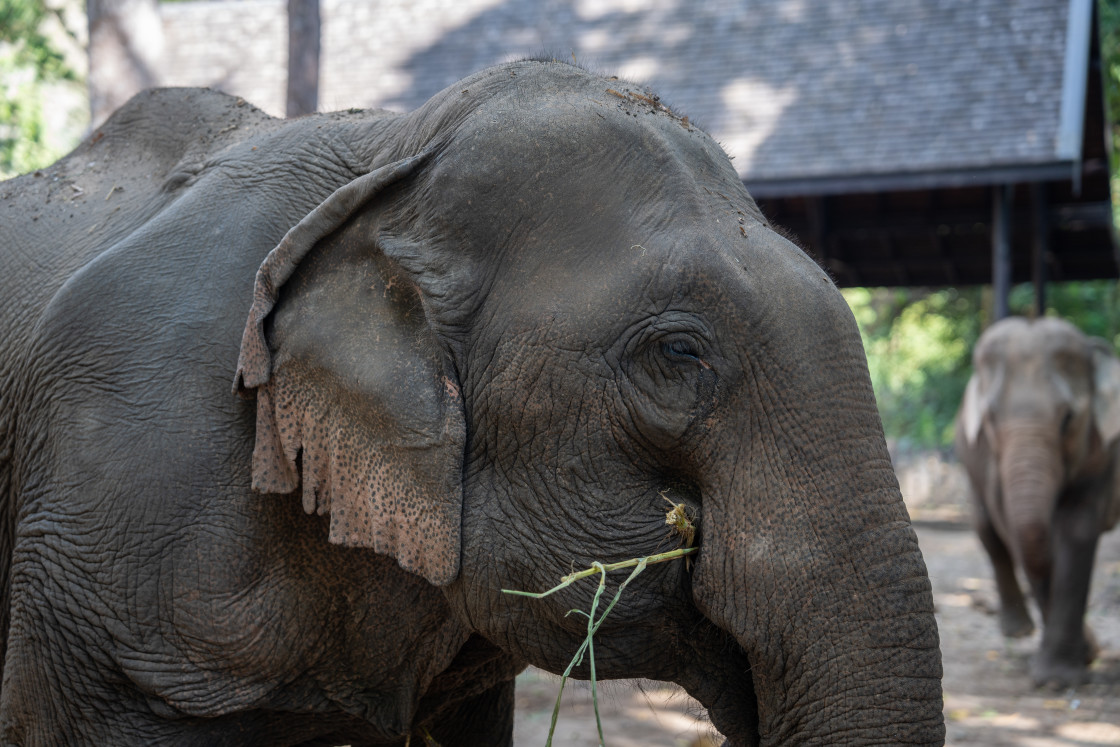 "A portrait of an Asian elephant taken in Luang Prabang, Southeast Asia." stock image