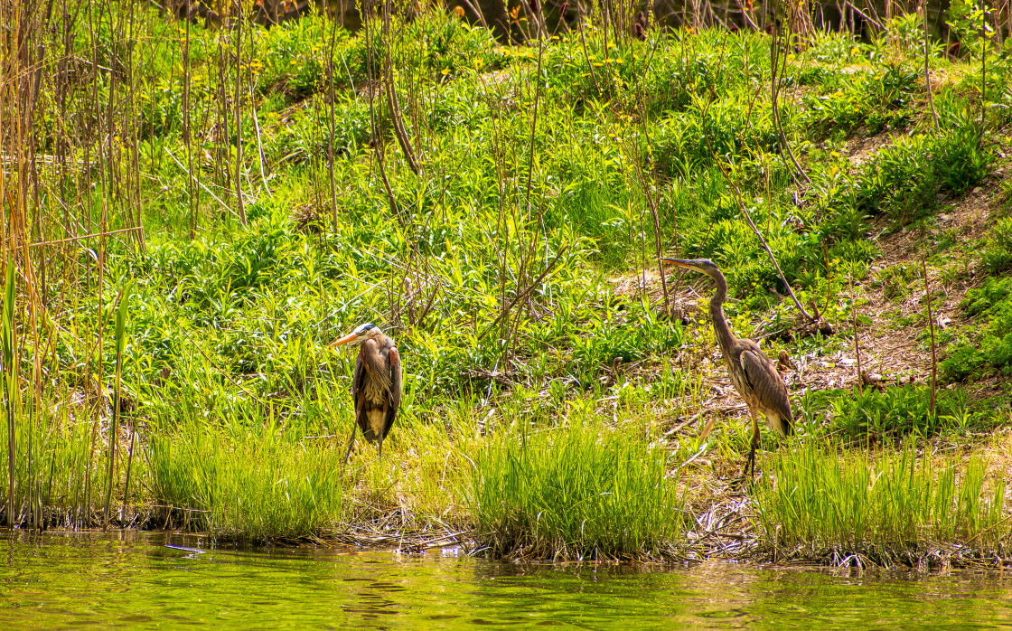 "Herons in Wetland" stock image