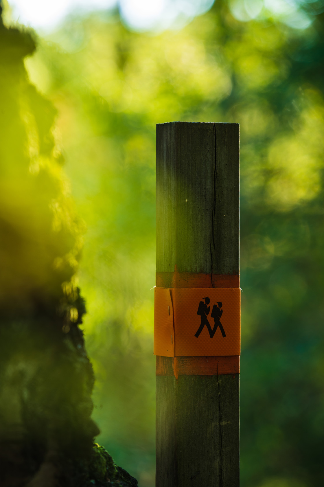 "Sunlight Filtering Through Trees Illuminates a Hiking Trail Sign in Mölndal, Sweden" stock image