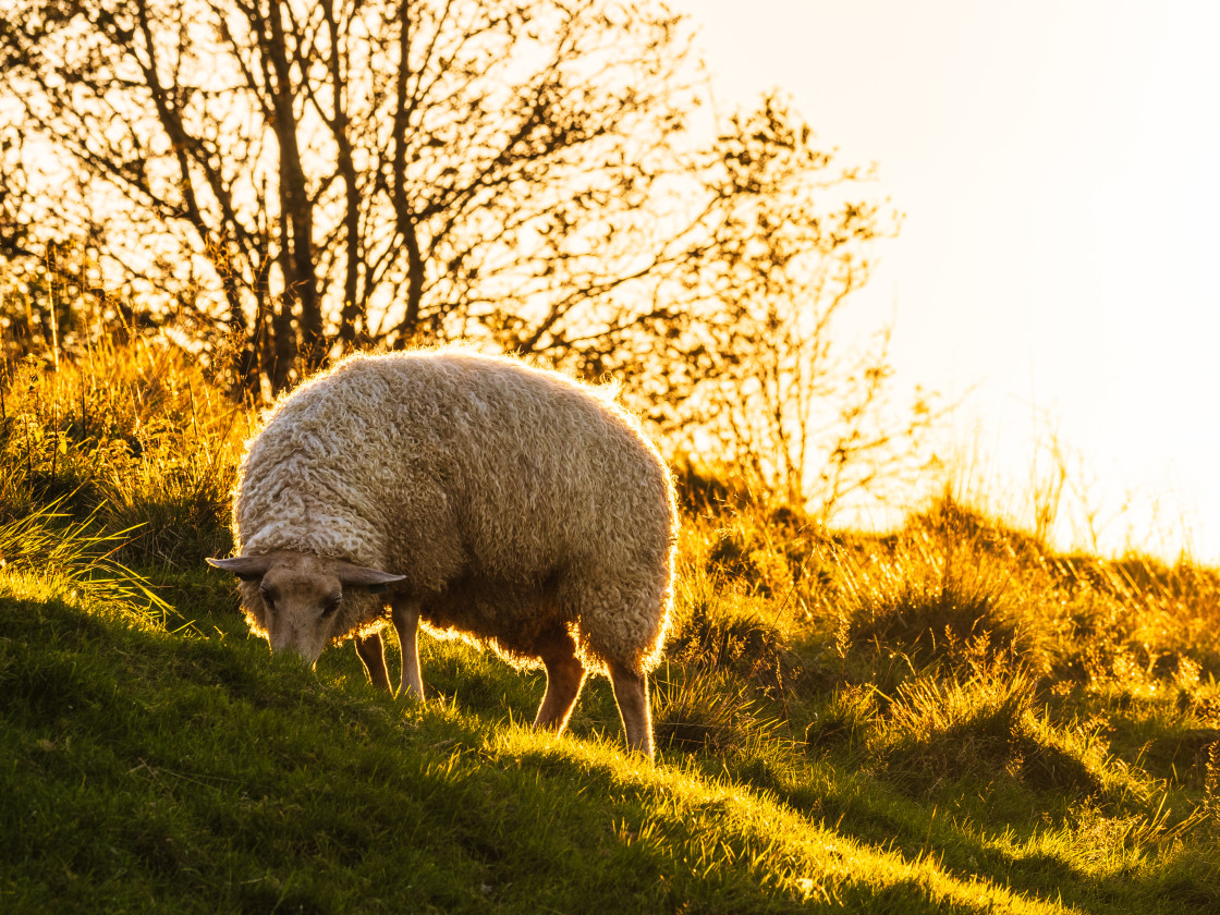 "Serene Evening Grazing: A Lone Sheep in the Golden Light of Swedens Countryside" stock image