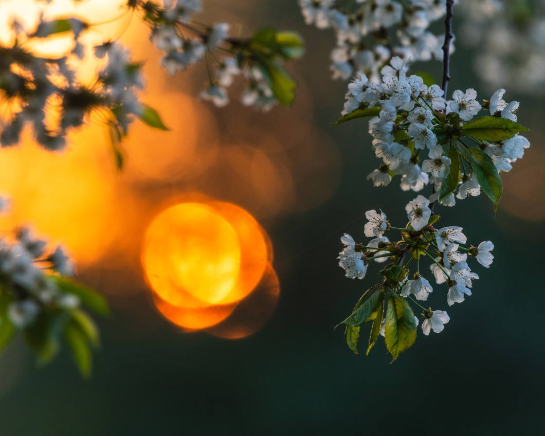 "Picturesque Sunset Behind Blooming Apple Tree in Sweden During Springtime" stock image