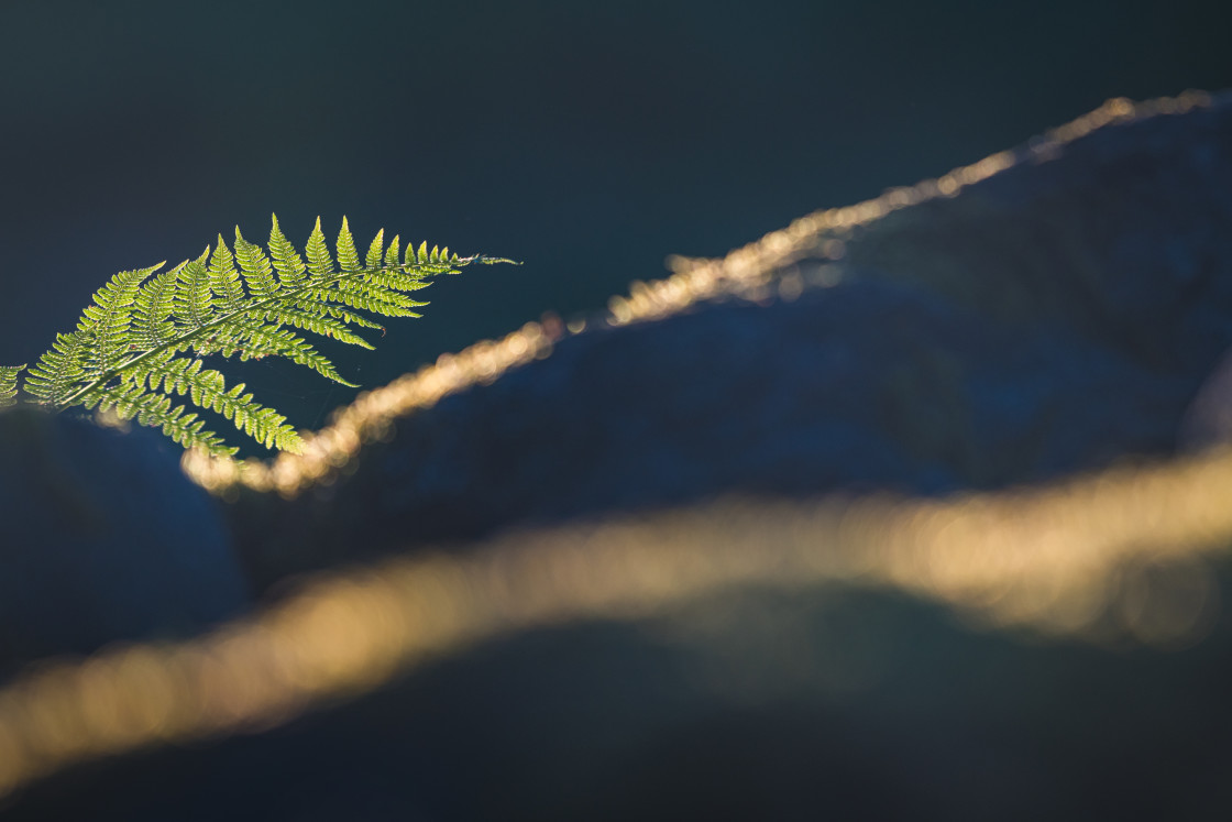 "Green Fern Basking in the Sunset Light in a Swedish Forest" stock image