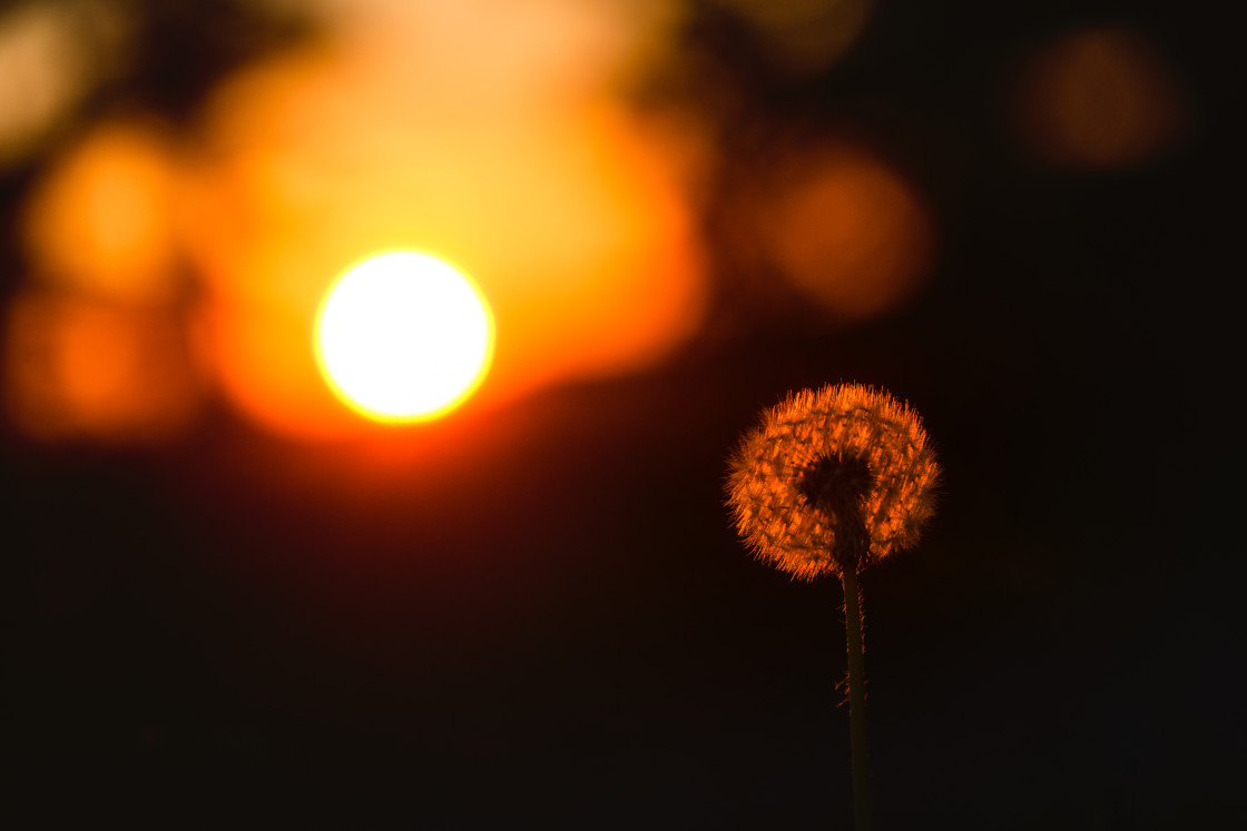 "Sunset Silhouette of a Dandelion Against Warm Sky in Sweden" stock image