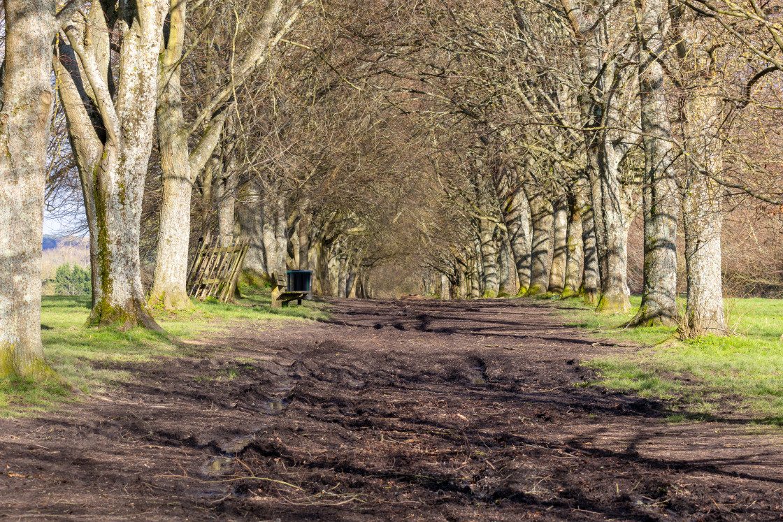 "Tree Lined Avenue" stock image