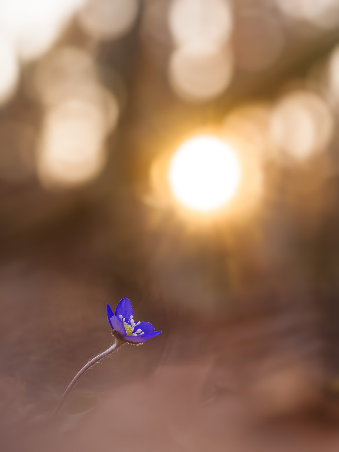 "Lone Hepatica Bloom Against a Golden Swedish Sunset in Spring" stock image