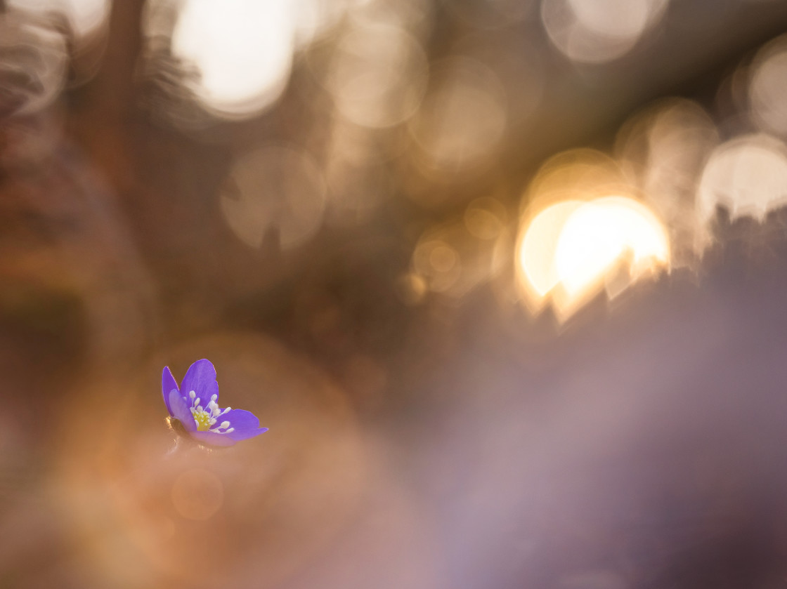 "Lone Hepatica Bloom Against a Golden Swedish Sunset in Spring" stock image