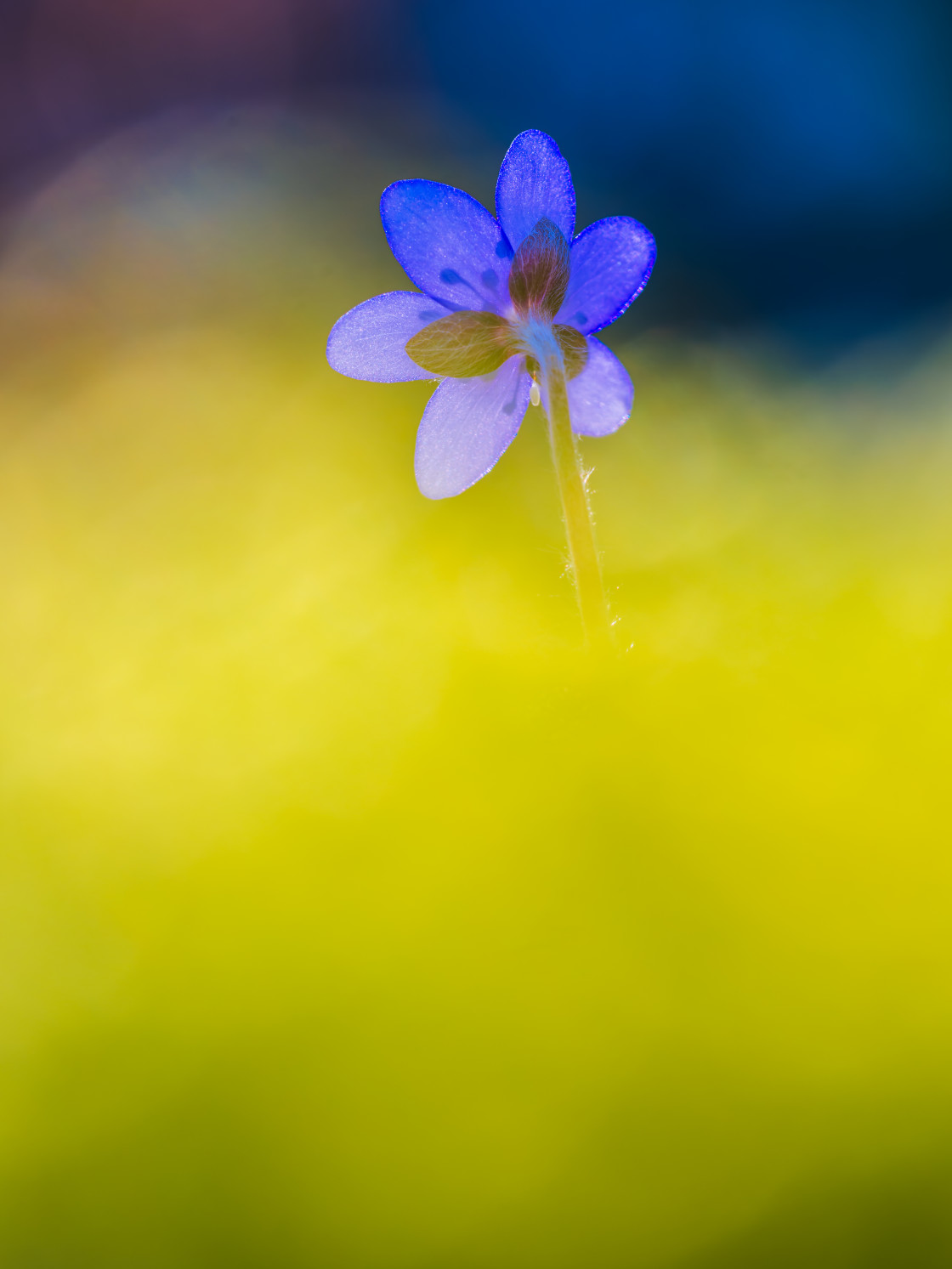 "Serene Hepatica Flower Bloom Captured in the Swedish Springtime" stock image